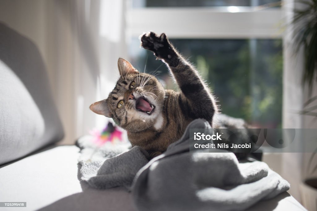 kat spelen op Bank - Royalty-free Huiskat Stockfoto