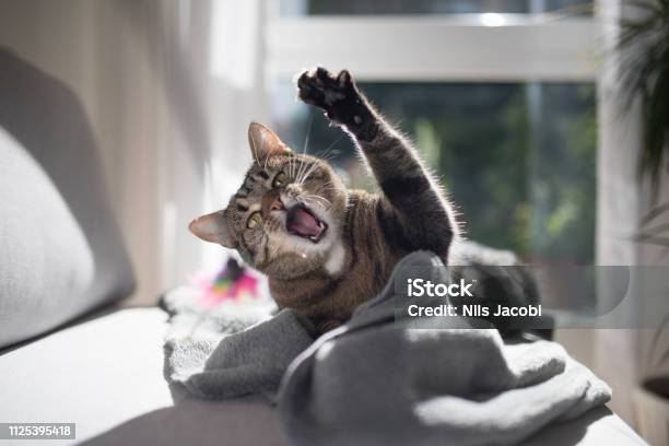Kat Spelen Op Bank Stockfoto en meer beelden van Huiskat - Huiskat, Agressie, Speels