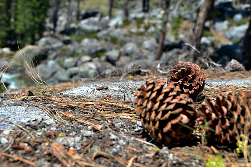 Pine cones close up in Yosemite National Park, California, USA