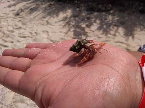 beach crab from San Andres island