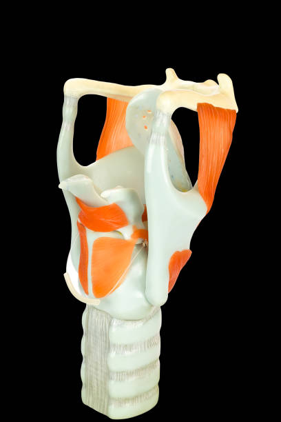 istock Human larynx model or voive box with vocal cords 1125396987