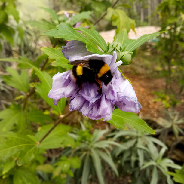 A bumblebee pollinating a flower in the forest