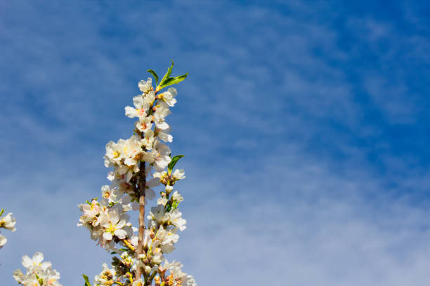 istock Flowering Almond Branch. 1125402154