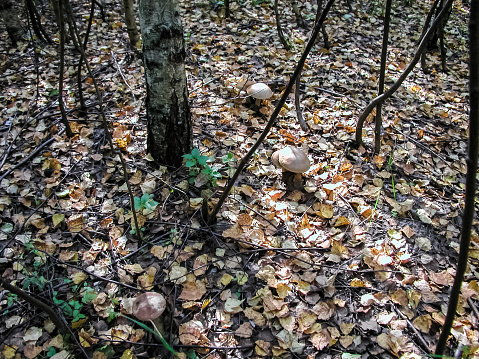 Forest mushrooms. Edible mushrooms in the forest litter. Mushrooms in the forest