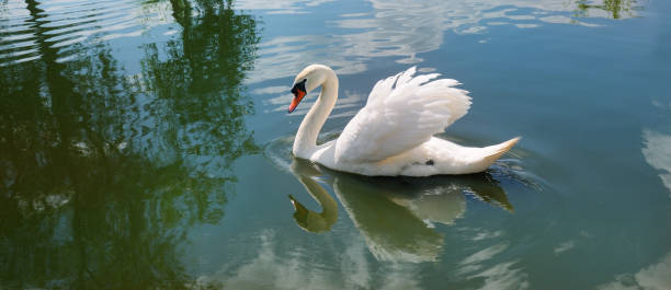 istock A beautiful white swan on the lake. 1125405731