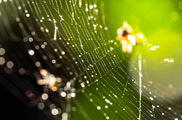 istock Spider web, trapping spider web. Macro photo of a spider web. 1125406039
