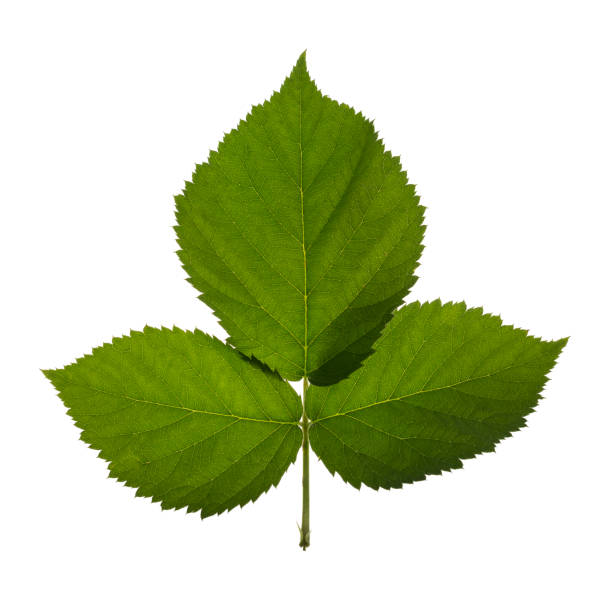 istock Fresh blackberry leaves 1125406893