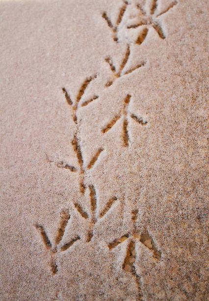 istock Traces of birds in the snow 1125407009