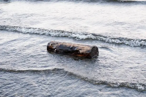 Single tree log in shore water at Loch Lomond river Scotland