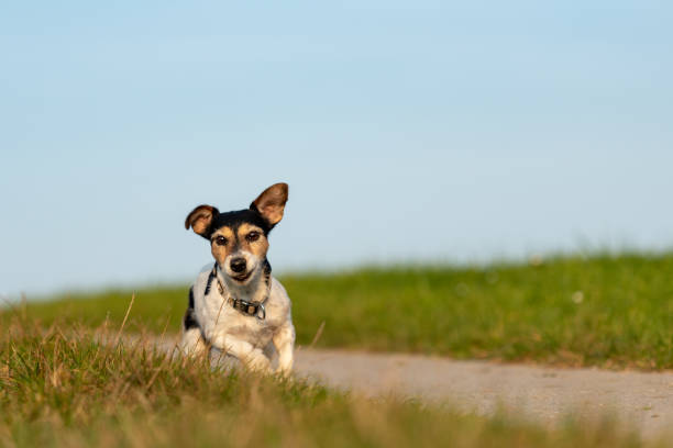 istock Jack Russell Terrier is running in front of blue sky over a path 1125411926