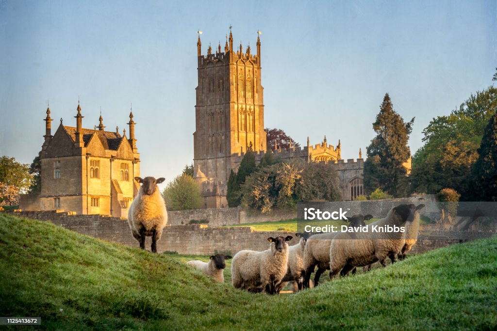 Chipping Campden church with sheep in foreground Cotswold sheep near Chipping Campden in Gloucestershire with Church in background at sunrise. England Stock Photo