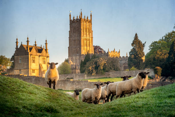 Chipping Campden church with sheep in foreground Cotswold sheep near Chipping Campden in Gloucestershire with Church in background at sunrise. gloucestershire stock pictures, royalty-free photos & images