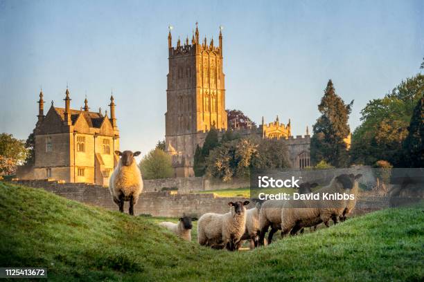 Chipping Campden Church With Sheep In Foreground Stock Photo - Download Image Now - England, Cotswolds, UK