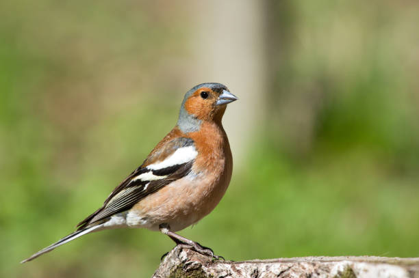 istock Common Chaffinch on the stump 1125413726