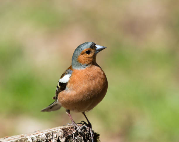 istock Common Chaffinch on the stump 1125413782
