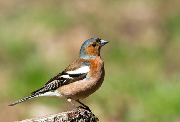 istock Common Chaffinch on the stump 1125413803