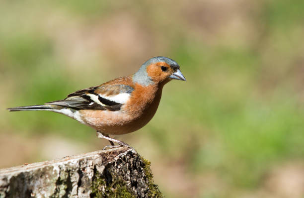 istock Common Chaffinch on the stump 1125413826