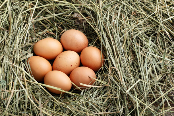 istock fresh farm chicken eggs in a nest of straw. 1125413842