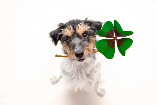 Jack Russell Terrier dog is holding a four-leaf clover lucky charm and looking up