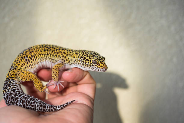 istock Eublepharis is cute leopard gecko sits on the hand. 1125415532
