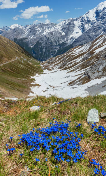 istock Flowers on Stelvio pass, Italy 1125417434