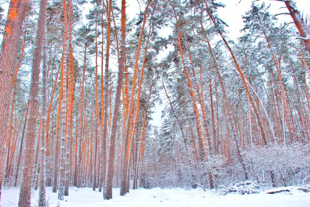 istock winter forest, trees in the snow, snowfall 1125417451