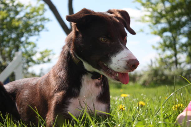 istock smooth coated red and white border collie pet dog 1125417502