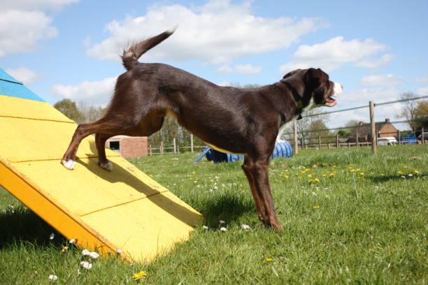 istock red and white smooth coated border collie standing an agility contact 1125417530