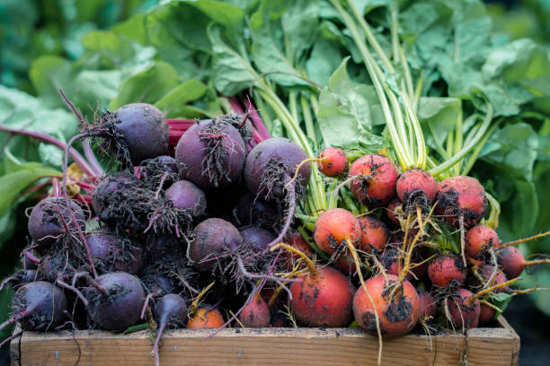 istock Freshly harvested beets from organic garden 1125417569
