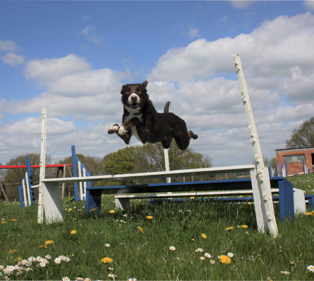 istock Red and white smooth coated border collie jumping 1125417672