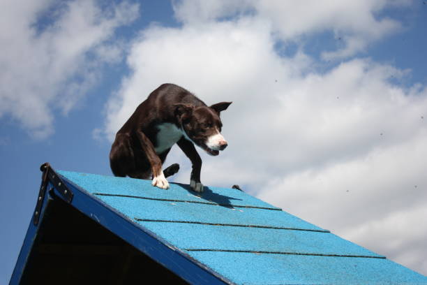 istock red and white border collie on an agility a-frame 1125417734