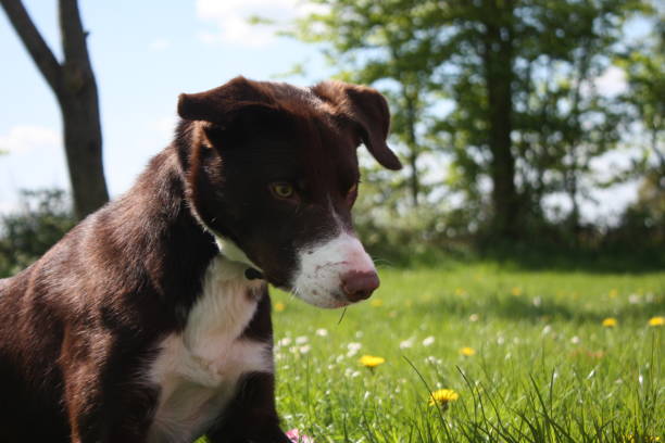 istock smooth coated red and white border collie pet dog 1125417762