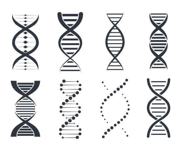 dna 아이콘 설정합니다. 유전자 표시, 요소 및 아이콘 모음입니다. dna 기호 흰색 배경에 고립의 그림 - 소용돌이 모양 일러스트 stock illustrations
