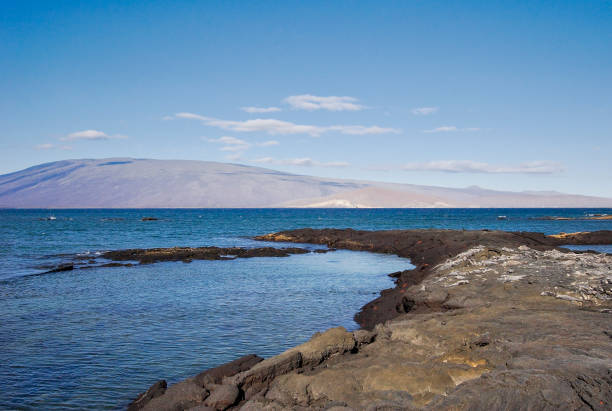 paisagem de punta espinosa com grupo de iguanas marinhas, fernandina ilha, ilhas galápagos, equador - fernandina beach - fotografias e filmes do acervo