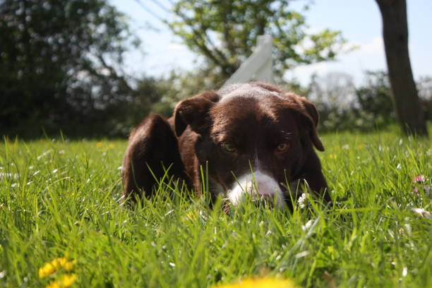 istock smooth coated red and white border collie pet dog 1125418240