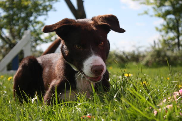 istock smooth coated red and white border collie pet dog 1125418281