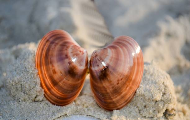 sea shell on sandy beach. summer sand background. top view - shell sea souvenir island imagens e fotografias de stock