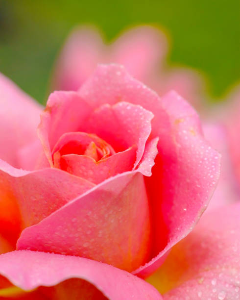istock close up of a Pink Rose 1125421803