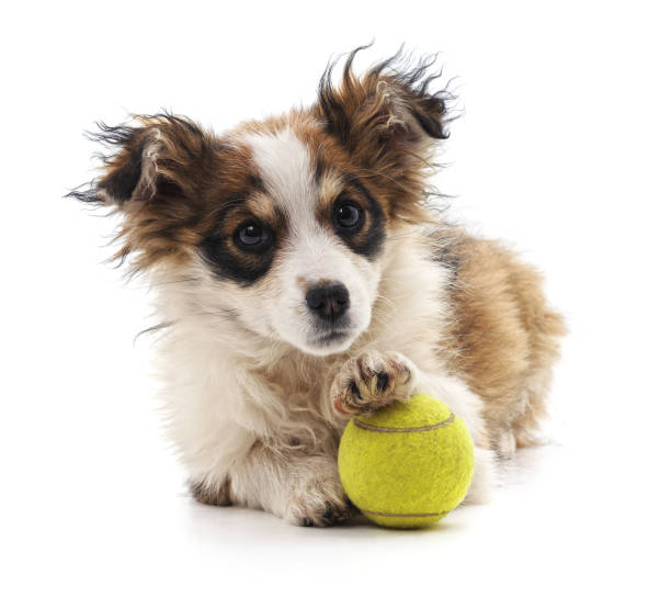 istock Small puppy with ball. 1125422679
