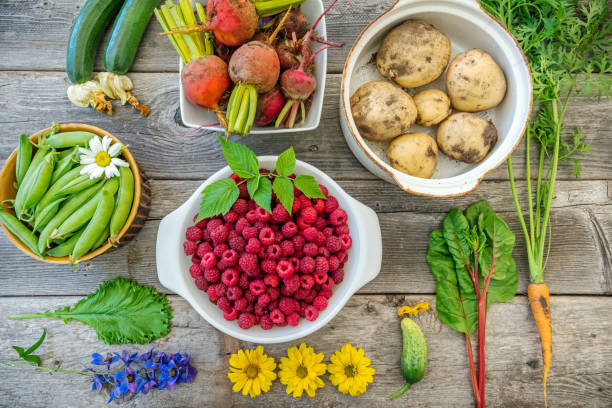 Freshly harvested garden vegetables from organic garden