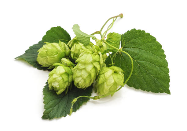 Fresh cones of hops. Fresh cones of hops isolated on a white background. estrogen photos stock pictures, royalty-free photos & images