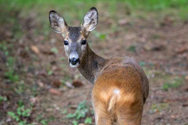 istock Roe deer, Capreolus capreolus. Wild roe deer in nature. 1125425832