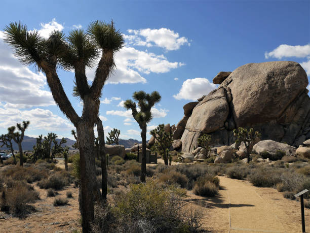 istock joshua tree national park california - USA 1125427204