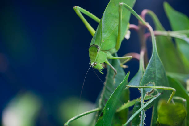 Katydid (cricket) stock photo