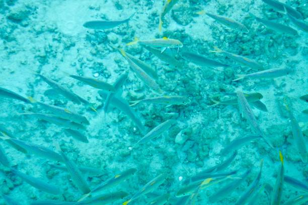 istock A school of fish swim. 1125429146