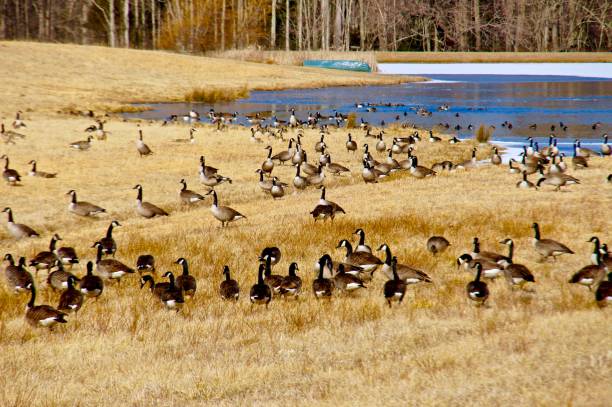 istock A flock of Canada geese gather by a pond. 1125429319