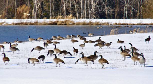 istock Canada geese stand in the snow. 1125429364