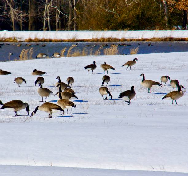 istock Canada geese stand in the snow. 1125429366