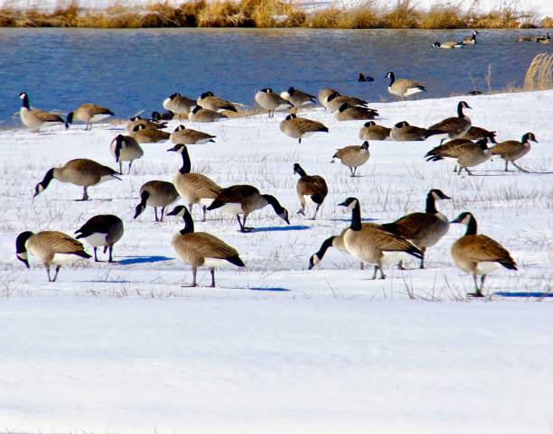 istock Canada geese stand in the snow. 1125429367