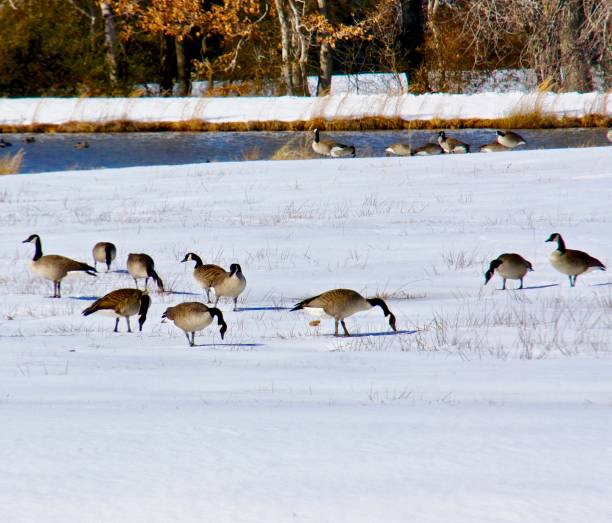 istock Canada geese stand in the snow. 1125429369
